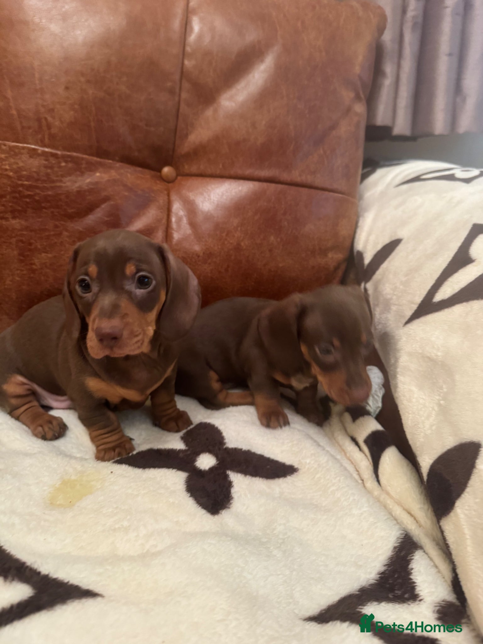 Miniature Dachshund dogs Miniature Dachshund puppy’s  - Advert 14