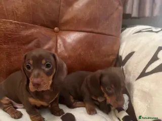 Miniature Dachshund dogs Miniature Dachshund puppy’s - Advert 14
