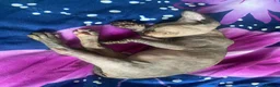 Sphynx cats for sale: Beautiful coloured kittens Spinx   - Advert 26