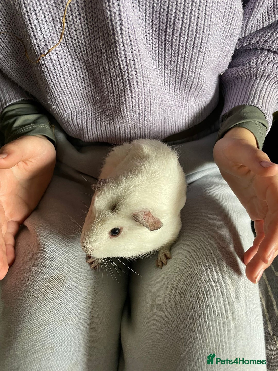 Guinea Pig rodents for sale: Beautiful baby guinea pigs  - Advert 3