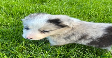 Border Collie dogs - Advert 2