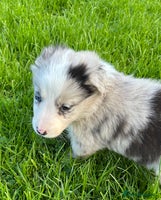 Border Collie dogs - Advert 3