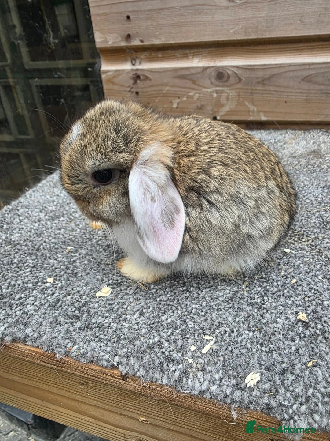 Mini Lop rabbits for sale: Litter of 6 mini lops - Advert 4