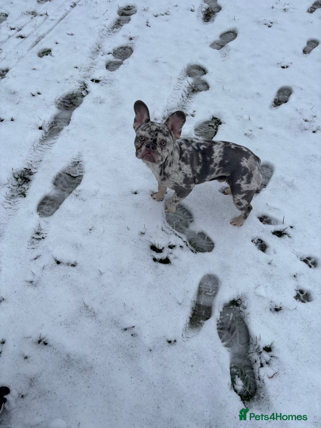 French Bulldog dogs for sale: Male Merle French bulldog  - Advert 5