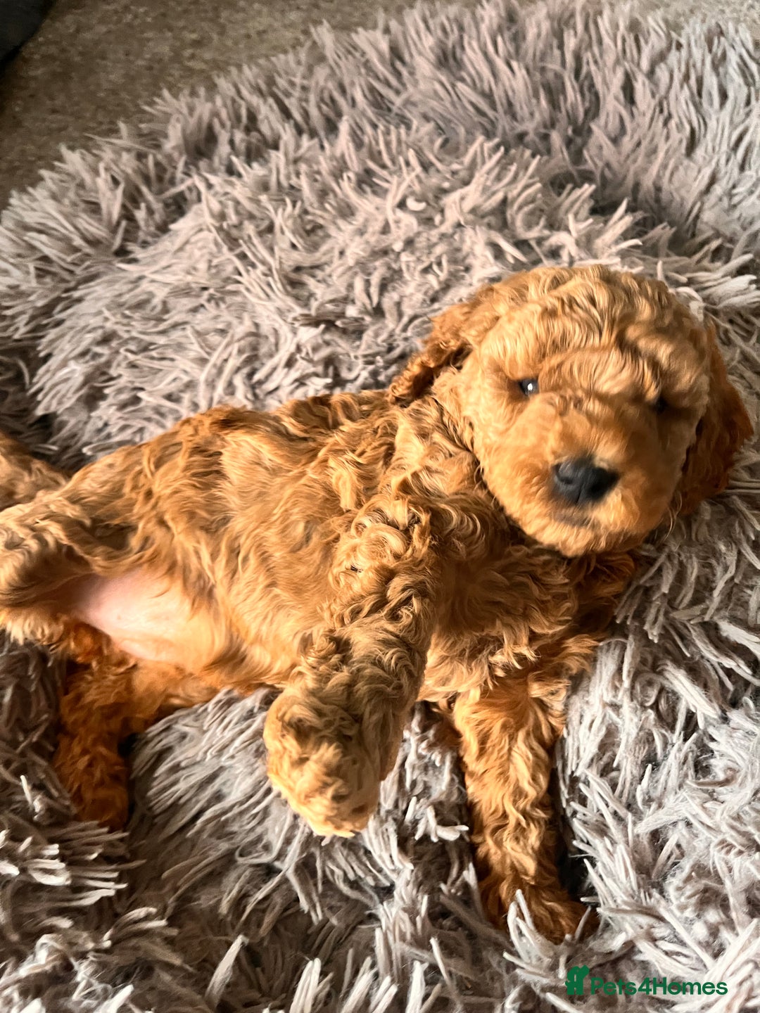 Cockapoo dogs for sale: Female Red Cockapoo Puppies  - Image 6