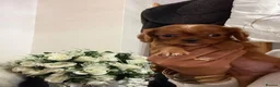 Cavalier King Charles Spaniel dogs for sale: KC registered DNA clear Cavalier pups, ready now - Advert 17