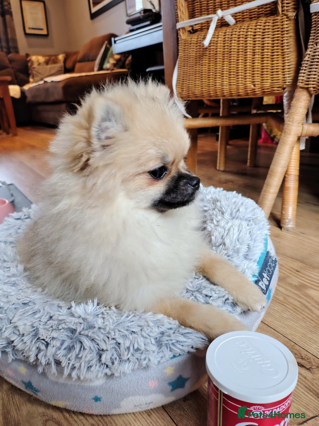 Pomeranian dogs for sale: Pom puppys with Kc reg , pedigree for sale in Taunton - Image 21