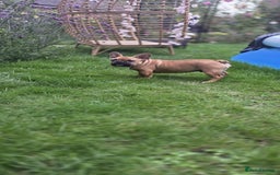 French Bulldog dogs for sale: Older pups needing a home - Image 2