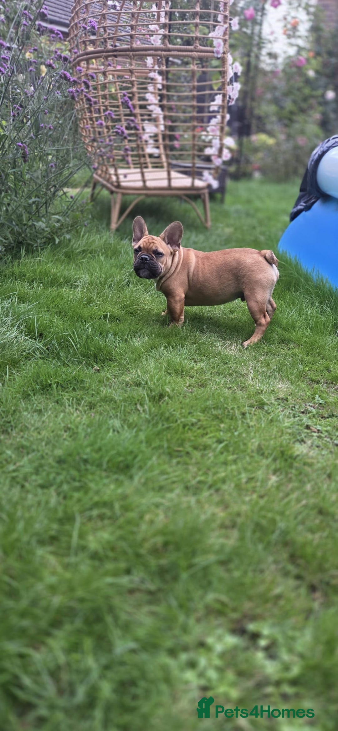 French Bulldog dogs for sale: Older pups needing a home - Image 2