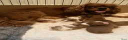 Cavalier King Charles Spaniel dogs for sale: Cavalier King Charles spaniel puppies  in Ipswich - Advert 8