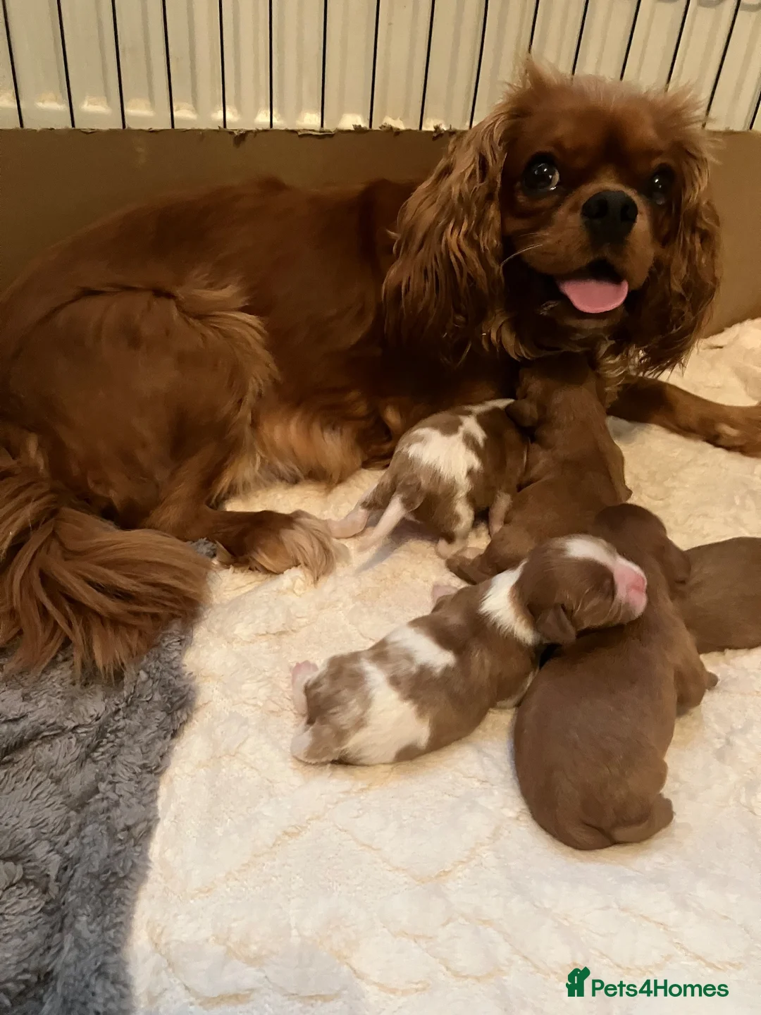 Cavalier King Charles Spaniel dogs for sale: Cavalier King Charles spaniel puppies  in Ipswich - Advert 8