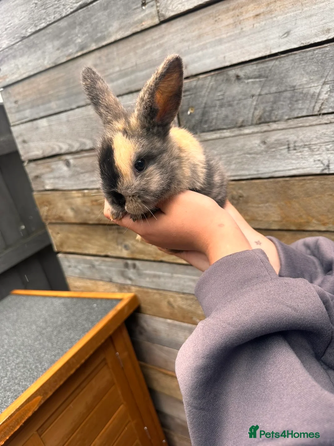 Lionhead rabbits for sale: 3 beautiful lionhead bunnies - Advert 1