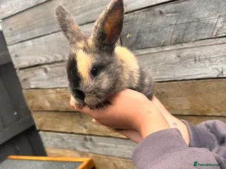 Lionhead rabbits 3 beautiful lionhead bunnies - Advert 1