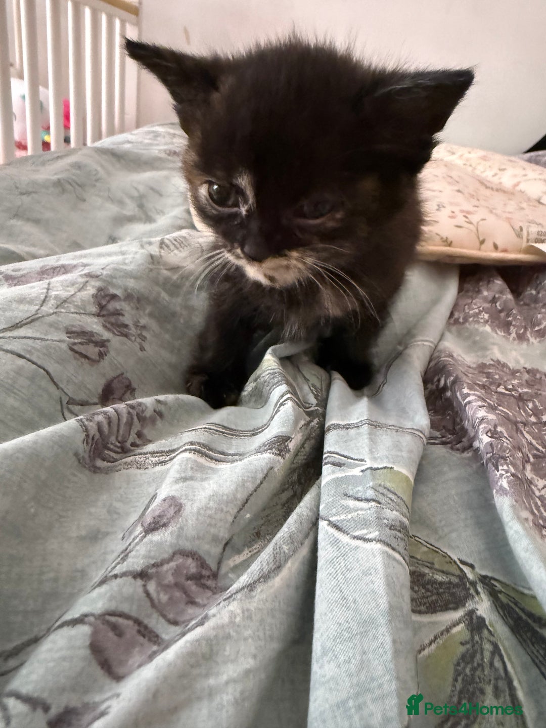 Mixed Breed cats for sale: Kittens  - Image 2