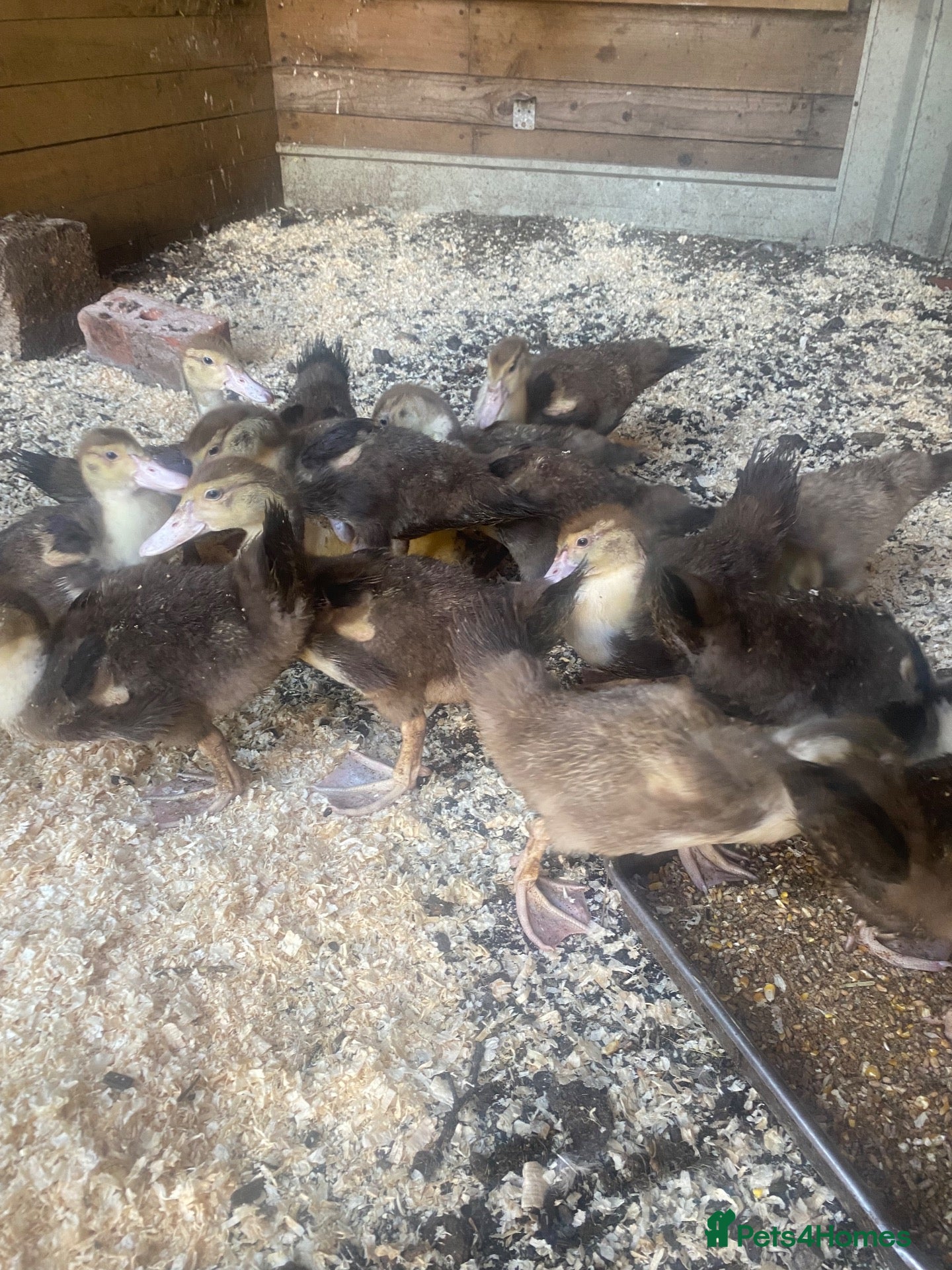 Ducks poultry Muscovy ducklings - Advert 11