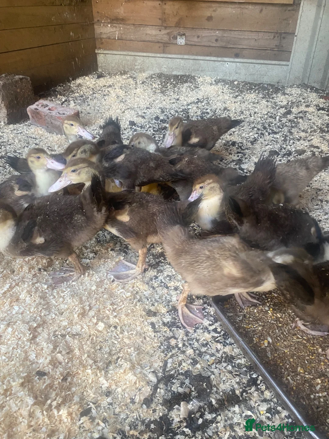 Ducks poultry for sale: Muscovy ducklings - Advert 1