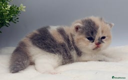British Shorthair cats for sale: PEDIGREE REGISTERED CHUNKY BRITISH SHORTHAIRS  - Image 2