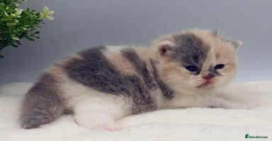 British Shorthair cats - Advert 2