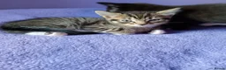 Mixed Breed cats for sale: Kittens for sale various prices - Advert 4