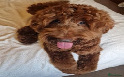 Australian Labradoodle dogs for sale: 100% Pure bred Australian Labradoodle - Image 8