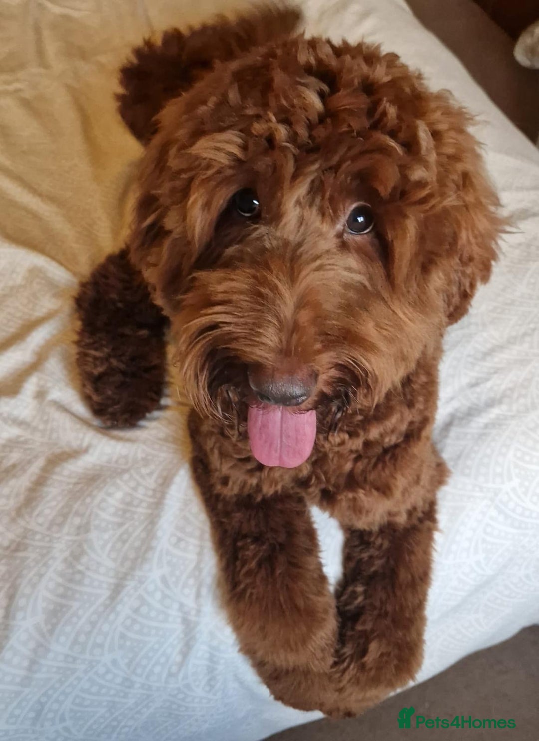 Australian Labradoodle dogs for sale: 100% Pure bred Australian Labradoodle - Image 8