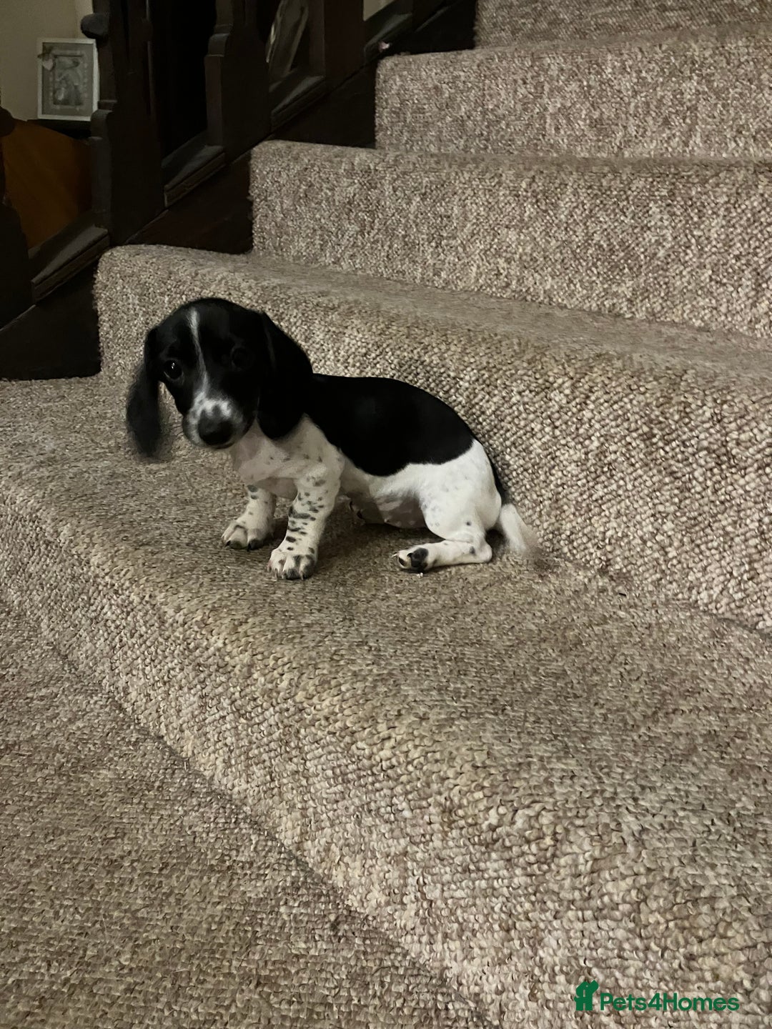 Miniature Dachshund dogs for sale: KC Reg Mini Dachshund  - Advert 4