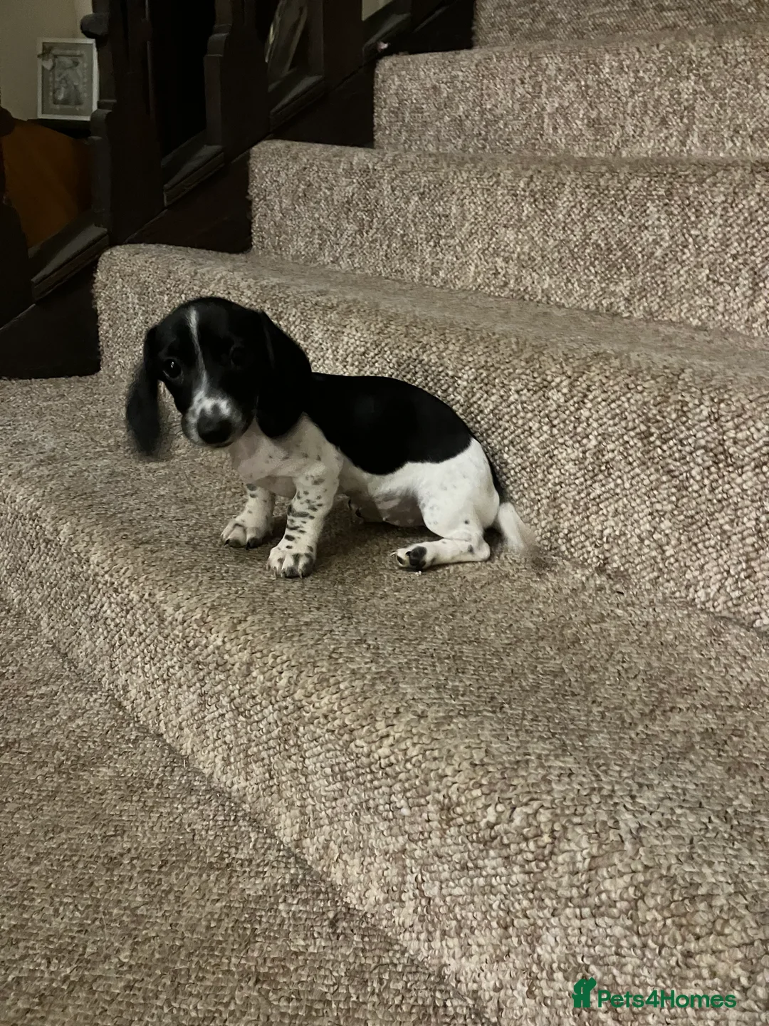 Miniature Dachshund dogs for sale: SOLD KC Reg Mini Dachshund  - Advert 4