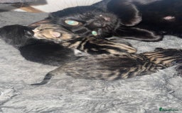 Mixed Breed cats for sale: Beautiful little babies  - Image 4