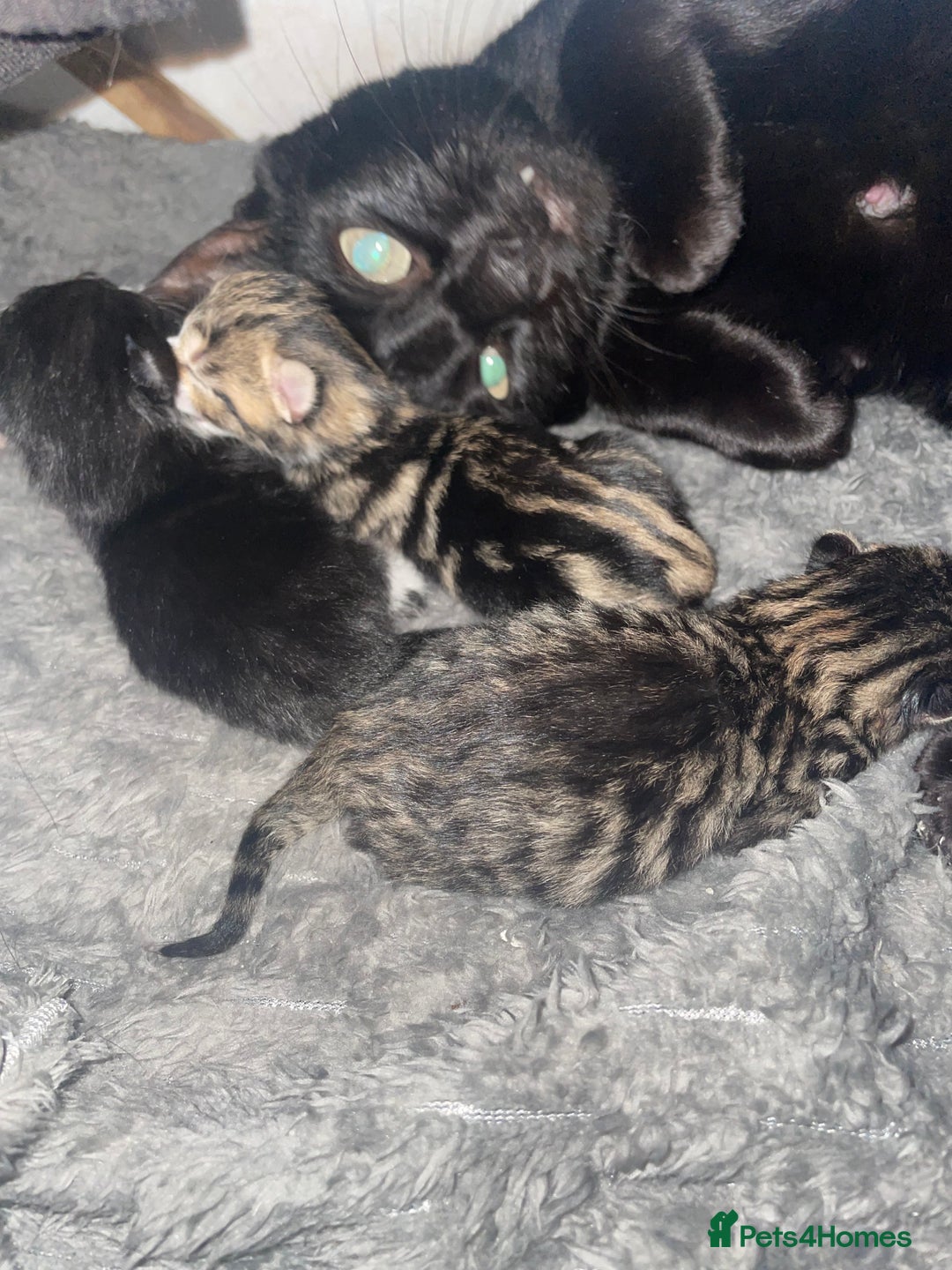 Mixed Breed cats for sale: Beautiful little babies  - Image 4