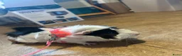 Guinea Pig rodents for sale: Male guinea pig, Pumbaa  - Advert 5