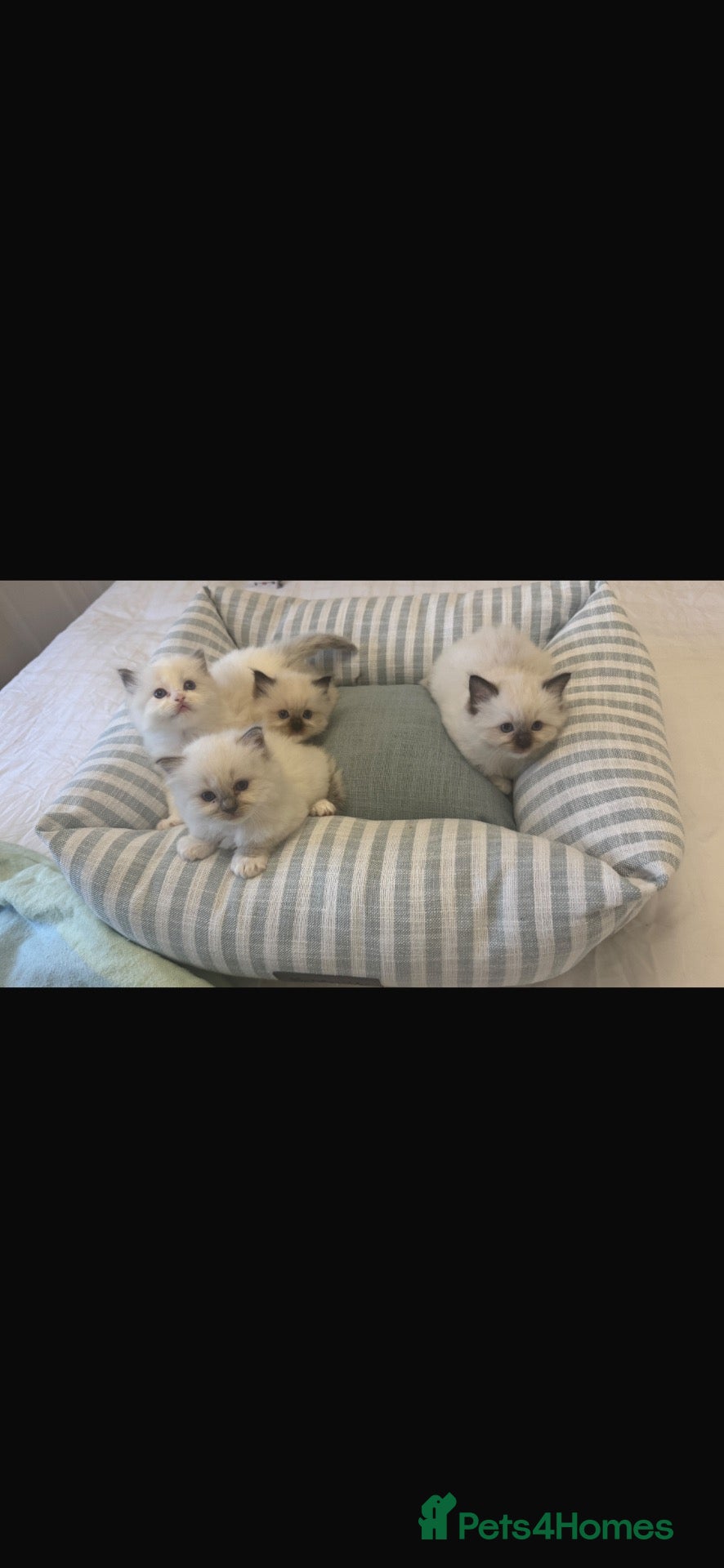 Ragdoll cats Stunning ragdolls kitten 🥰 - Advert 5