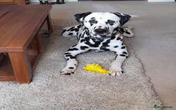Dalmatian dogs for stud: Handsome boy for stud in Doncaster - Image 3