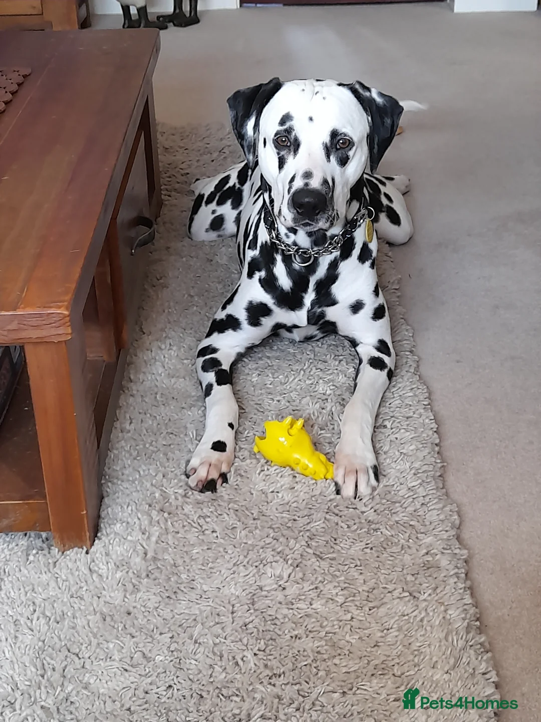 Dalmatian dogs for stud: Handsome boy for stud in Doncaster - Advert 3