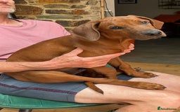 Rhodesian Ridgeback dogs for sale: Rhodesian Ridgeback 1 pup left in Lostwithiel - Image 1