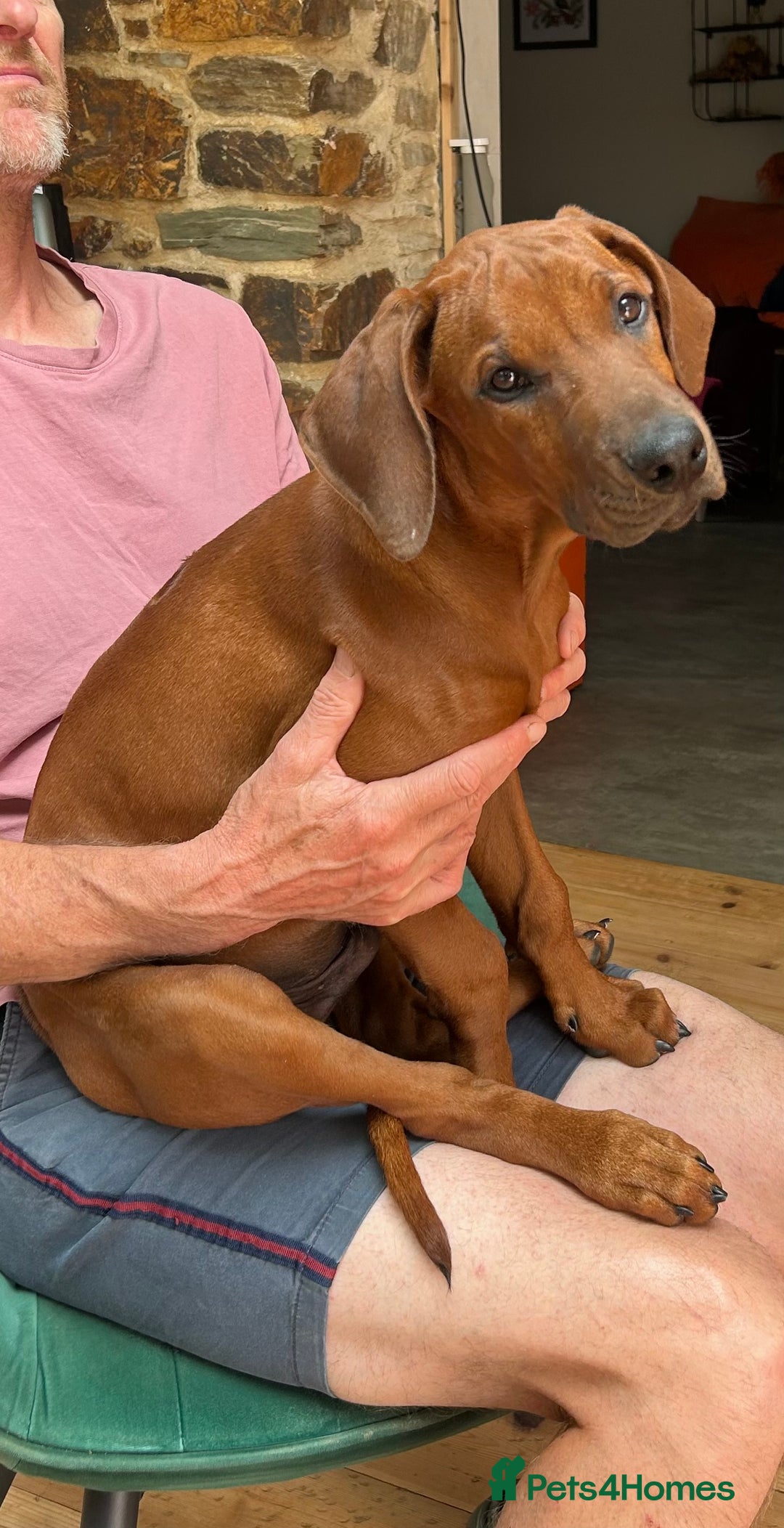 Rhodesian Ridgeback dogs for sale: Rhodesian Ridgeback 1 pup left in Lostwithiel - Image 1