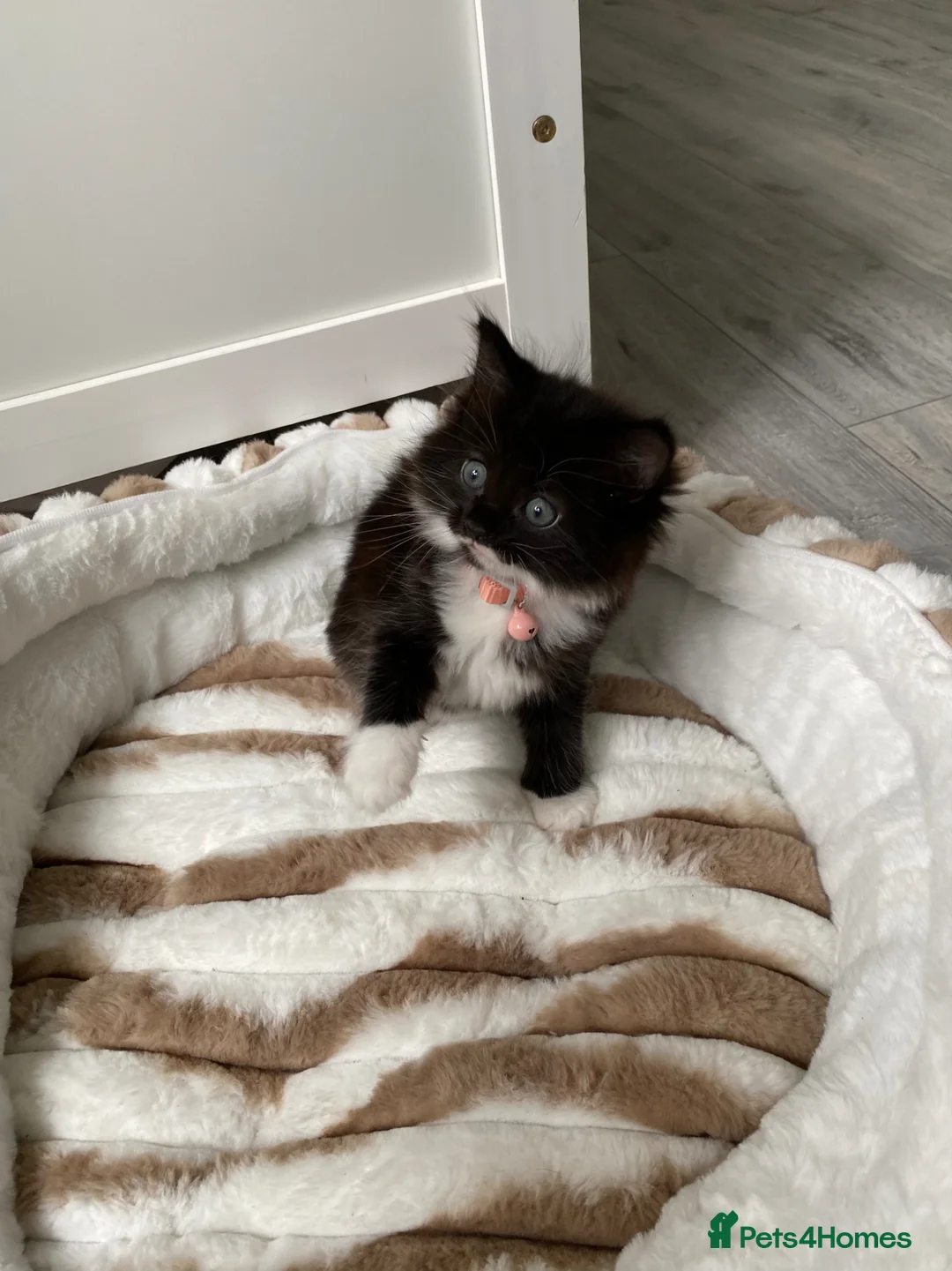 Mixed Breed cats for sale: Three kittens available  - Advert 2