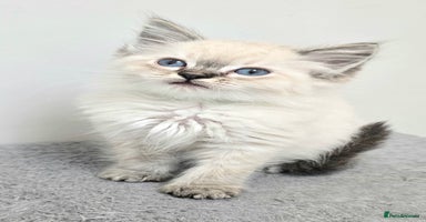 Ragdoll cats 'REDUCED' PEDIGREE GCCF REG CHAMPION LINE RAGDOLLS - Advert 11