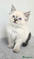 Ragdoll cats 'REDUCED' PEDIGREE GCCF REG CHAMPION LINE RAGDOLLS - Advert 7
