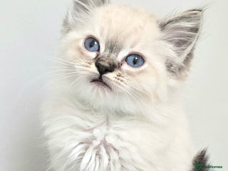 Ragdoll cats 'REDUCED' PEDIGREE GCCF REG CHAMPION LINE RAGDOLLS - Advert 8