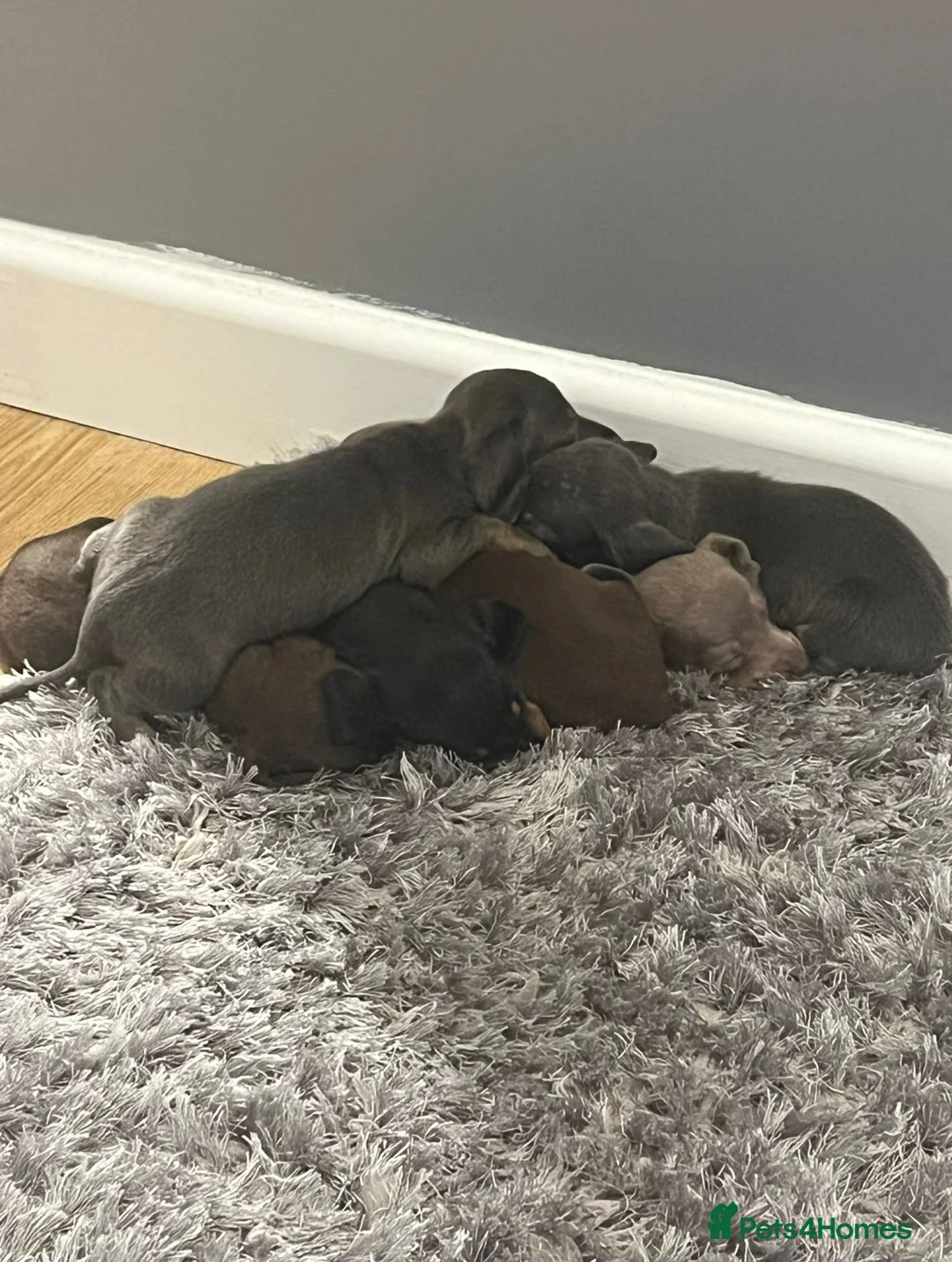 Miniature Dachshund dogs for stud: 🐾HUGO THE BOSS (KC REG & PRA CLEAR) PROVEN STUD🐾 in Manchester - Advert 17