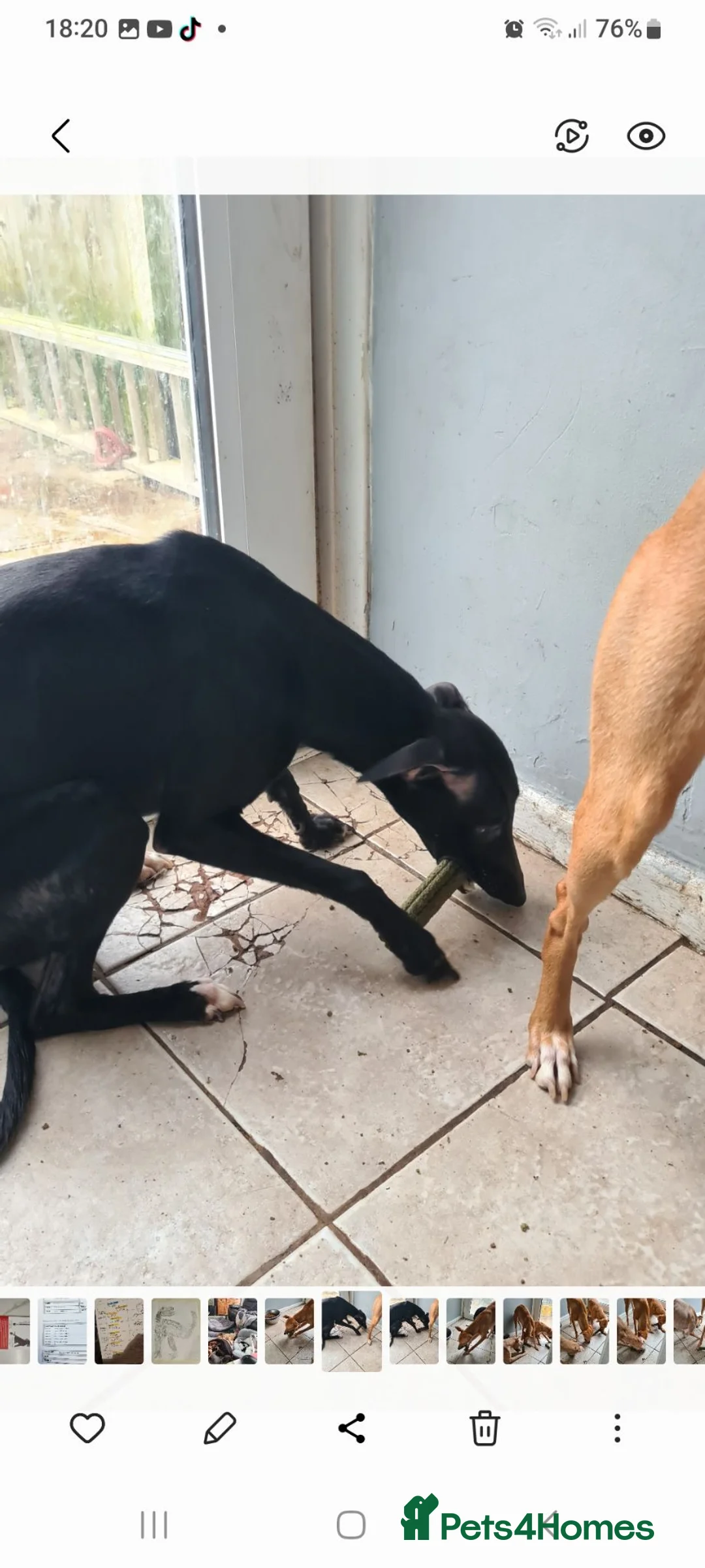 Whippet dogs for sale: Whippet - Advert 5