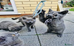 British Shorthair cats for sale: British shorthair  - Image 7