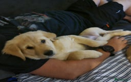 Golden Retriever dogs for sale: KC Registered Golden Retriever Puppies - Image 8