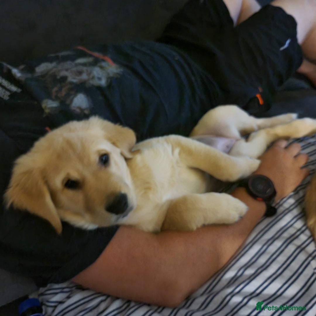Golden Retriever dogs for sale: KC Registered Golden Retriever Puppies - Image 8