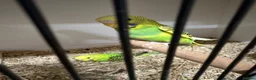 Budgerigars birds for sale: Bf, split bf, cockatiel, normals and canary - Advert 13