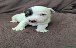 Jack Russell dogs for sale: Delightful Jack Russell Puppies  - Image 11