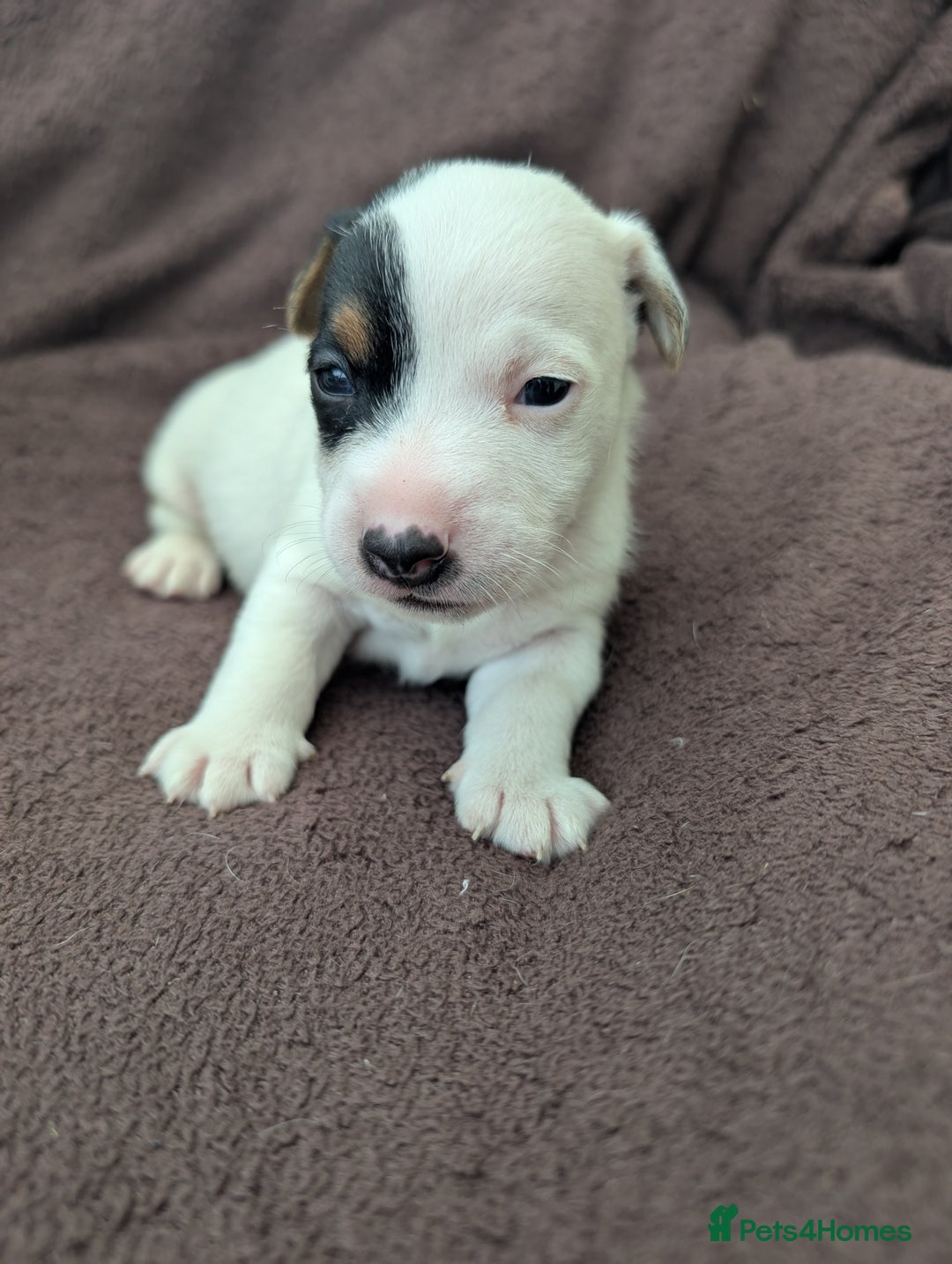 Jack Russell dogs for sale: Delightful Jack Russell Puppies  - Image 11
