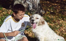 English Setter dogs for adoption: Boss  - Image 3