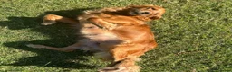 Mixed Breed dogs for sale:  ☘️ Golden Irish puppies available  ☘️ - Advert 7