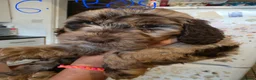 Cockapoo dogs for sale: 9 poodle puppies  - Advert 11